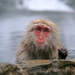 japanese-macaque-cobb-406529-ga