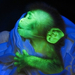 glowing-monkey[5]