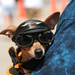 dog at myrtle beach bike week doggles and harley-davidson cap