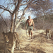 GeorgeAdamson 2Lions Walking 600 Cr