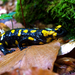 Salamandra salamandra (Mátrakeresztes, Csörgő-völgy)