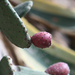 Kaktuszportré