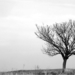 Magányos fa
