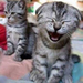 CatLaugh