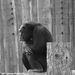 Album - Zoo