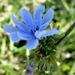 kék vadvirág