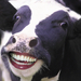 happy-cow