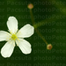 Patyolatboglárka (Ranunculus platanifolius)