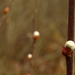 Hamvas fűz (Salix cinerea) megpattant rügye