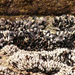 kagylófüzér