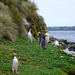 800px-Yellow-eyed Penguins Auckland Islands