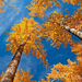 beautiful-autumn-scenery-723-16