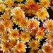 Bright golden chrysanthemums