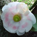 clusia rosea flor