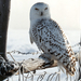 White Winter Owl, Rocky Mountains