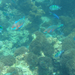 Phi Phi - Loh Samah Bay snorkeling