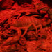 Jómagam (skorpió)