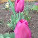 Három a tulipán