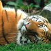 tigris tiger23