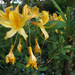 sárga rododendron