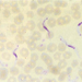 trypanosoma vivax