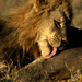 african-male-lion 440 990x742