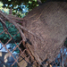 DSC00044 Átnőtt a fa a kerítésen