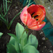 Piros tulipán...a kertecskémben,saját fotó