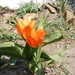 tulipánok 009
