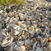 DSCN6340 törött kagylók