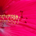 Mocsári hibiscus