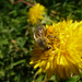 Méhecske a pitypangon