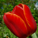 Album - tulipánok