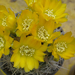 sárgán virágzik a kaktusz