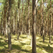 Nida - fenyőerdő