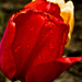 tulipiros