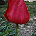 tulipán :)