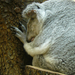 koala alszik