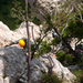 Wildenauersteig Via Ferrata 14 20090906