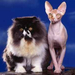 normal Persian and Sphynx