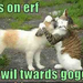 funny-pictures-cat-and-dog-hug-eachother