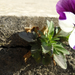 A virág aki a betonban is megél! :)