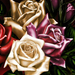 OIL-PAINTED-ROSES