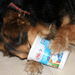 csipi kutyám és a tejfölös pohár (6)