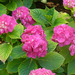 Hydrangea macrophylla