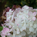 Hydrangea paniculata 'Vanille Fraise'