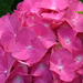 Hydrangea macrophylla