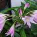 Crinum powellii