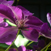 Clematis 'Jackmanii'