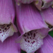 Digitalis purpurea